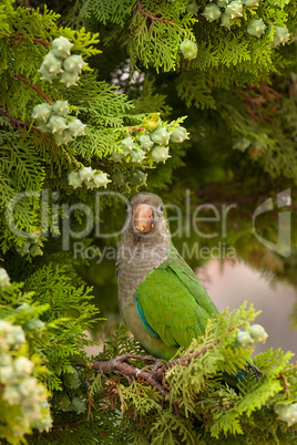 MS Monk Parakeet parrot (Myiopsitta monachus) perching on tree b