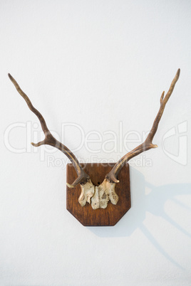 Reindeer thorn on white background