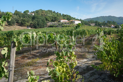 Landschaft entlang des Jakobsweges zwischen Barcelos und Ponte de Lima, Portugal