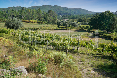 Landschaft entlang des Jakobsweges zwischen Barcelos und Ponte de Lima, Portugal