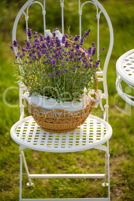 beauty and fresh lavender in the flower pot