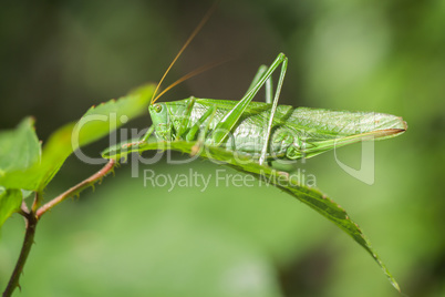 Grüne Heupferd - Tettigonia viridissima