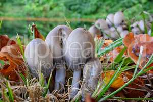 Clumps of Tippler's bane mushrooms