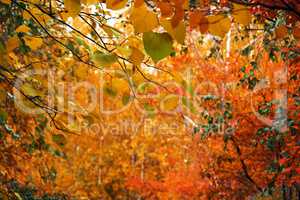 Autumnal foliage