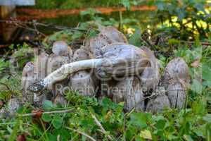 Coprinus atramentarius or Common Inkcap