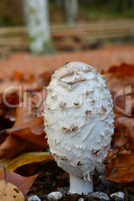 Shaggy inkcap mushroom close up, vertical orientation