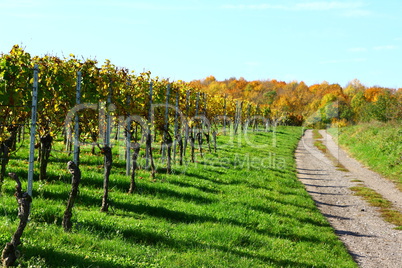 Herbst in einem Weinberg bei Heilbronn