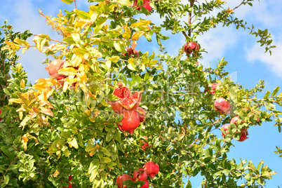 Granatapfelbaum