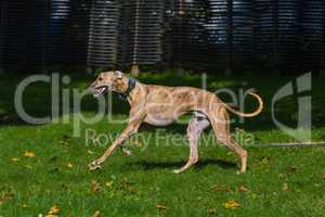 greyhound runs on grass