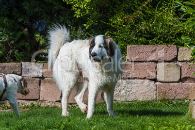 Pyrenees dog stands on a meadow