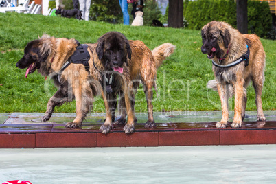 three tall leonberger dogs