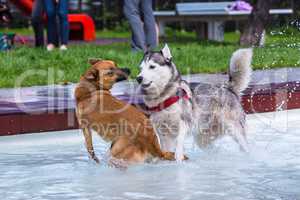 Husky and mix play together in a pool