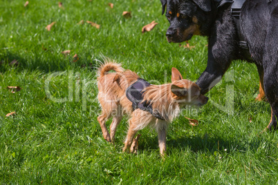 meeting of two dogs