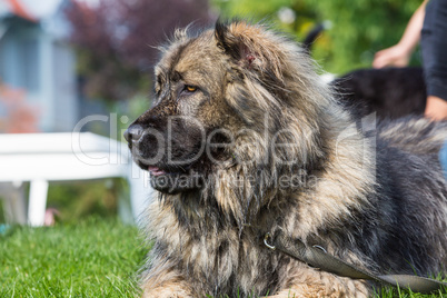 portrait of a tall leonberger dog