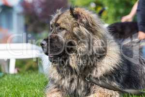 portrait of a tall leonberger dog