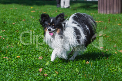 long haired chihuahua runnin on grass