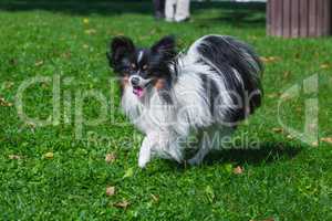 long haired chihuahua runnin on grass