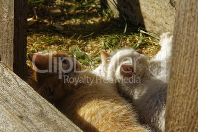 white and ginger kittens play about rural home