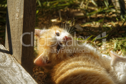 white and ginger kittens play about rural home