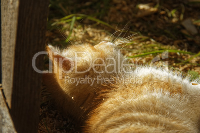 the little orange kitten about a rural house