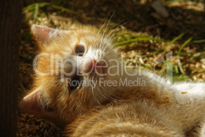 the little orange kitten about a rural house