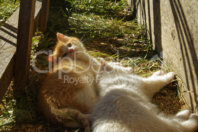 white and ginger kittens play about rural home