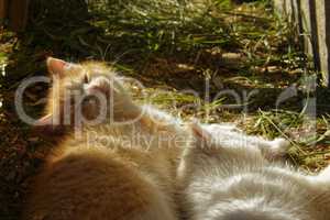 white and ginger kittens play about rural home