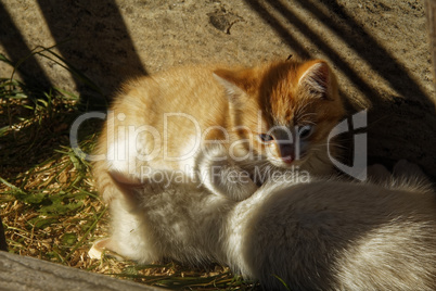 white and ginger kittens play about rural home