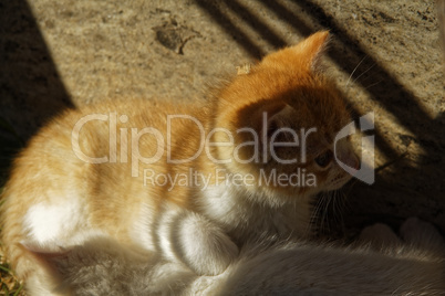 white and ginger kittens play about rural home