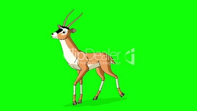Antelope Gazelle Closeup Chroma