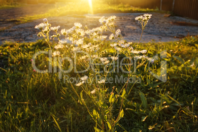 white daisies in the evening in autumn