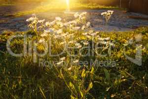 white daisies in the evening in autumn