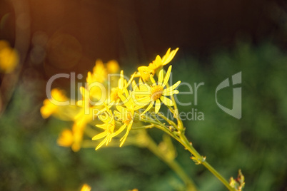 yellow daisies in the evening in autumn