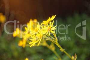 yellow daisies in the evening in autumn