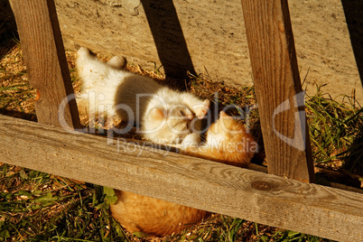 white and ginger kittens play about rural home