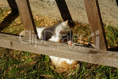 white and ginger kittens play about rural home