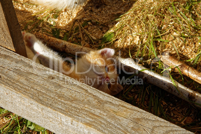 the little orange kitten about a rural house