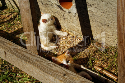 white and ginger kittens play about rural home