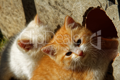 white and ginger kittens play about rural home