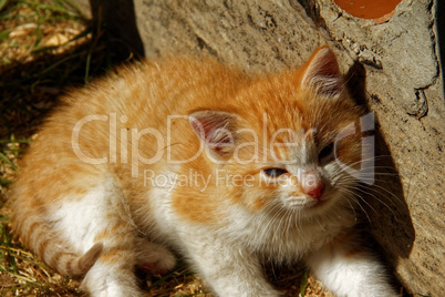 the little orange kitten about a rural house