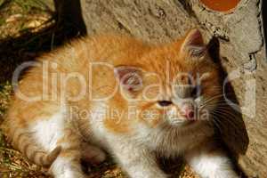 the little orange kitten about a rural house