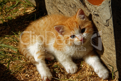 the little orange kitten about a rural house