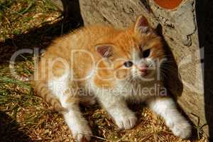 the little orange kitten about a rural house