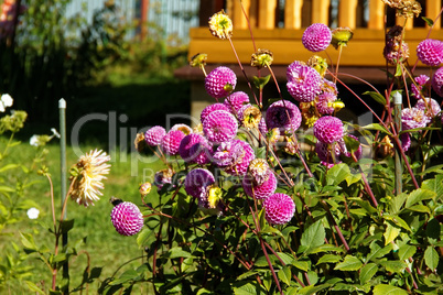 dahlias in autumn on a bright day on the plot