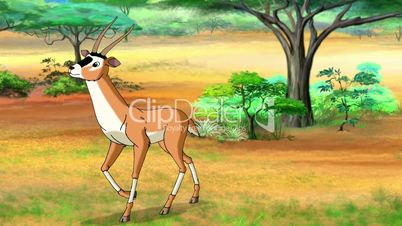 Antelope or Gazelle Comes and Stops