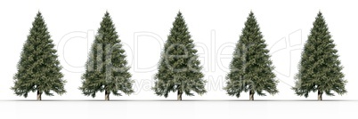 5 Christmas trees in a row with white background