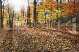 Herbst im Wald