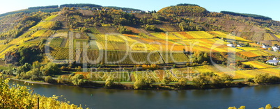 bunte Weinberge an der Mosel