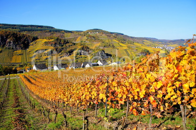 steile Weinlagen an der Mosel