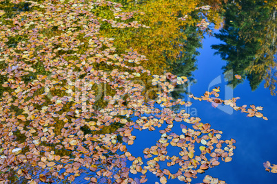 Autumn leaves on water surface